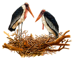 Marabu