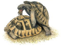 Maurische-landschildkroete