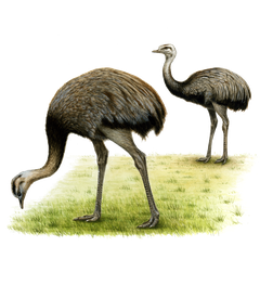 Nandu