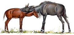 Nilgauantilope
