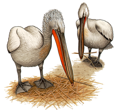 Pelikan