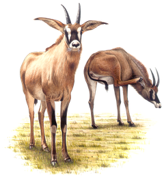 Pferdeantilope