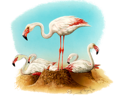 Rosa-flamingo
