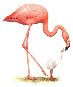 Roter-flamingo