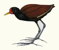 Rotstirn