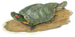 Rotwangenschildkroete