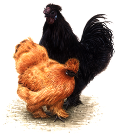 Seidenhuhn