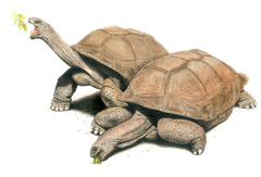 Seychellen-riesenschildkroete
