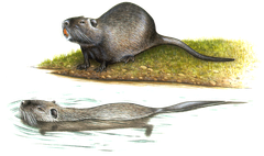 Sumpfbiber