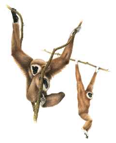 Weisshandgibbon