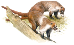 Weissruesselnasenbaer