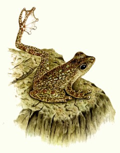Winkerfrosch