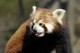 Kleiner Panda