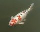 Koi-Karpfen
