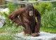 Orang-Utan