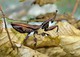 Geistermantis