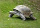 Seychellen Riesenschildkröten