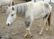 Shetlandpony