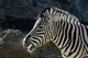 Damara Zebra