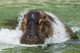 Flusspferd