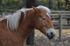 Haflinger