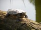 Rotwangen Schmuckschildkröte 