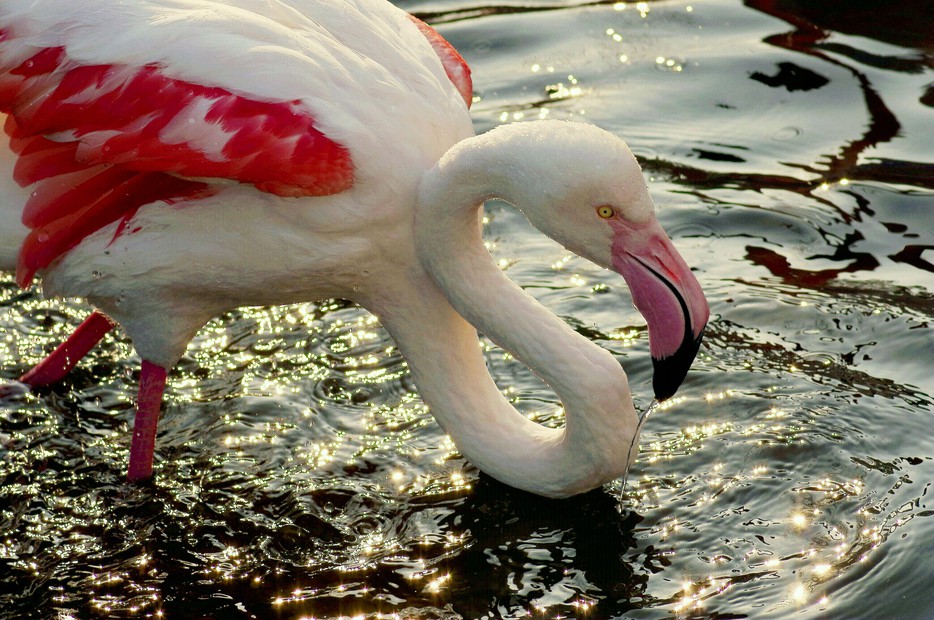 Rosa Flamingo – Tiergarten Schönbrunn