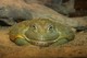 Afrikanischer Grabfrosch 