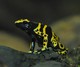 Gelbgebänderter Baumsteigerfrosch