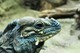 Nashornleguan 