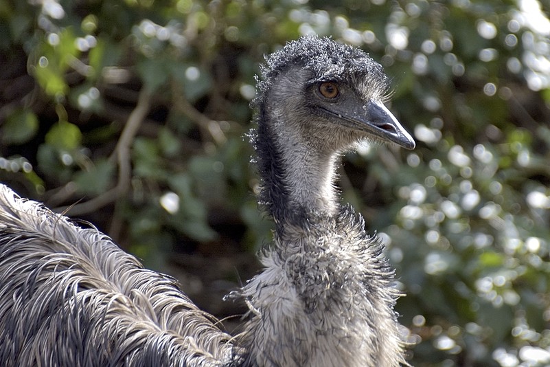 Emu – Tiergarten Schönbrunn