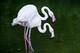 Rosa Flamingo