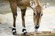 Nilgauantilope 