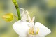 Orchideenmantis