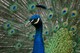 Blauer Pfau