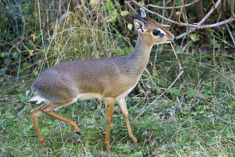 KirkDikdik Tiergarten Schönbrunn