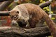 Weißrüssel Nasenbär