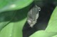 Blumenfledermaus 