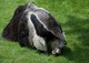 Großer Ameisenbär