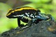 Gestreifter Pfeilgiftfrosch
