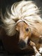 Shetlandpony