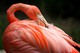 Roter Flamingo