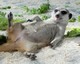 Erdmännchen