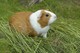 Meerschweinchen