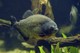 Roter Piranha