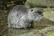 Nutria oder Sumpfbiber