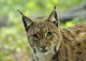 Europäischer Luchs