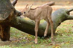 Foto Pferdeantilope