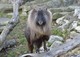 Himalaja Tahr