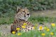Gepard